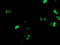 RUNX1T1 ETO antibody, TA504703, Origene, Immunofluorescence image 