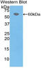 Coagulation Factor VII antibody, MBS2005124, MyBioSource, Western Blot image 