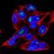 Major Facilitator Superfamily Domain Containing 9 antibody, PA5-66431, Invitrogen Antibodies, Immunofluorescence image 