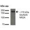 Glutamate Ionotropic Receptor NMDA Type Subunit 2A antibody, MA5-27693, Invitrogen Antibodies, Western Blot image 