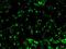 CDKN2A antibody, NB200-106, Novus Biologicals, Immunofluorescence image 