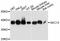 SEC13 Homolog, Nuclear Pore And COPII Coat Complex Component antibody, A11613, ABclonal Technology, Western Blot image 