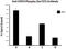 STAT3 Phospho (Ser727) antibody, 698904, BioLegend, Western Blot image 