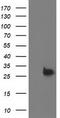 Deoxythymidylate Kinase antibody, LS-C173282, Lifespan Biosciences, Western Blot image 