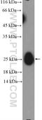 IGL@ protein antibody, 11541-1-AP, Proteintech Group, Western Blot image 