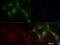 Mitofusin 1 antibody, NBP1-71775, Novus Biologicals, Immunocytochemistry image 