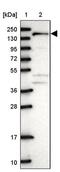 Ankyrin Repeat Domain 50 antibody, PA5-60585, Invitrogen Antibodies, Western Blot image 