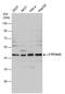 Cytochrome P450 Family 3 Subfamily A Member 43 antibody, PA5-30875, Invitrogen Antibodies, Western Blot image 