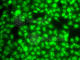 Zinc Finger Protein 264 antibody, A7356, ABclonal Technology, Immunofluorescence image 