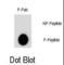 AKT Serine/Threonine Kinase 2 antibody, abx031949, Abbexa, Western Blot image 