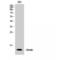 Ghrelin And Obestatin Prepropeptide antibody, LS-C383689, Lifespan Biosciences, Western Blot image 