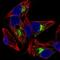 Insulin Like Growth Factor Binding Protein 1 antibody, PA5-61388, Invitrogen Antibodies, Immunofluorescence image 