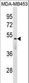 Death Effector Domain Containing antibody, LS-C159450, Lifespan Biosciences, Western Blot image 