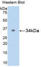 SPARC antibody, MBS2002406, MyBioSource, Western Blot image 