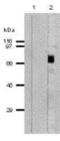 Perforin 1 antibody, NBP1-97440, Novus Biologicals, Western Blot image 