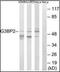 G3BP Stress Granule Assembly Factor 2 antibody, orb178966, Biorbyt, Western Blot image 