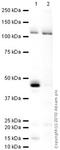 Prospero Homeobox 1 antibody, ab38692, Abcam, Western Blot image 