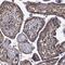 Isthmin 2 antibody, PA5-58910, Invitrogen Antibodies, Immunohistochemistry paraffin image 