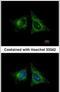 Heme Binding Protein 1 antibody, PA5-30609, Invitrogen Antibodies, Immunofluorescence image 