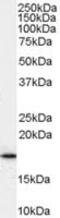 ADP Ribosylation Factor 1 antibody, MBS420927, MyBioSource, Western Blot image 