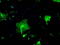 Fc Fragment Of IgG Receptor IIa antibody, LS-C114740, Lifespan Biosciences, Immunofluorescence image 