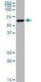 Kelch Domain Containing 4 antibody, H00054758-B01P, Novus Biologicals, Western Blot image 