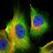 S100 Calcium Binding Protein A6 antibody, HPA007575, Atlas Antibodies, Immunofluorescence image 
