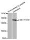 c-met antibody, MBS128443, MyBioSource, Western Blot image 