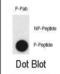 Claudin 2 antibody, abx032057, Abbexa, Dot Blot image 