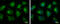 Enoyl-CoA Hydratase, Short Chain 1 antibody, GTX114375, GeneTex, Immunofluorescence image 