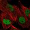 Ubiquitin Specific Peptidase 1 antibody, NBP2-55036, Novus Biologicals, Immunofluorescence image 