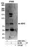 ASH2 Like, Histone Lysine Methyltransferase Complex Subunit antibody, A300-107A, Bethyl Labs, Immunoprecipitation image 
