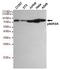 Ribosomal Protein S6 Kinase A1 antibody, M01058-1, Boster Biological Technology, Western Blot image 