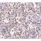 Scavenger Receptor Class B Member 1 antibody, LS-C108452, Lifespan Biosciences, Immunohistochemistry frozen image 