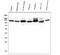 Hexokinase 1 antibody, M01504-1, Boster Biological Technology, Western Blot image 