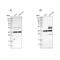 Annexin A13 antibody, NBP1-90158, Novus Biologicals, Western Blot image 