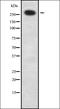 Zinc Finger Protein 462 antibody, orb336204, Biorbyt, Western Blot image 