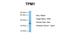 Tropomyosin 1 antibody, ARP41392_T100, Aviva Systems Biology, Western Blot image 