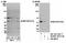 Serine/Threonine Kinase 24 antibody, NB100-1582, Novus Biologicals, Western Blot image 