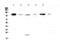 Vascular Cell Adhesion Molecule 1 antibody, PA5-80214, Invitrogen Antibodies, Western Blot image 