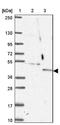 Olfactory Receptor Family 13 Subfamily A Member 1 antibody, NBP2-31665, Novus Biologicals, Western Blot image 