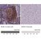 BLNK antibody, NBP2-14355, Novus Biologicals, Immunohistochemistry paraffin image 