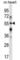 Beta-1,3-Galactosyltransferase 2 antibody, abx028090, Abbexa, Western Blot image 