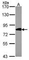 Conserved oligomeric Golgi complex subunit 2 antibody, PA5-30710, Invitrogen Antibodies, Western Blot image 