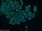 HECT Domain And Ankyrin Repeat Containing E3 Ubiquitin Protein Ligase 1 antibody, 24104-1-AP, Proteintech Group, Immunofluorescence image 