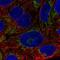 Absent In Melanoma 2 antibody, NBP2-55560, Novus Biologicals, Immunofluorescence image 