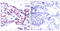 Activating Transcription Factor 2 antibody, LS-C118052, Lifespan Biosciences, Immunohistochemistry paraffin image 