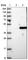 TDP-Glucose 4,6-Dehydratase antibody, HPA040857, Atlas Antibodies, Western Blot image 