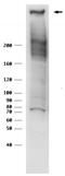 RANBP2 antibody, GTX00729, GeneTex, Western Blot image 