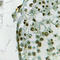Ubiquilin 3 antibody, LS-C358385, Lifespan Biosciences, Immunohistochemistry frozen image 